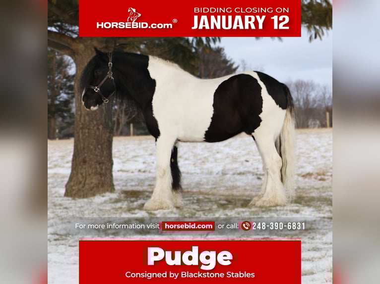 Gypsy Horse Gelding 10 years 15.1 hh Pinto in Howell