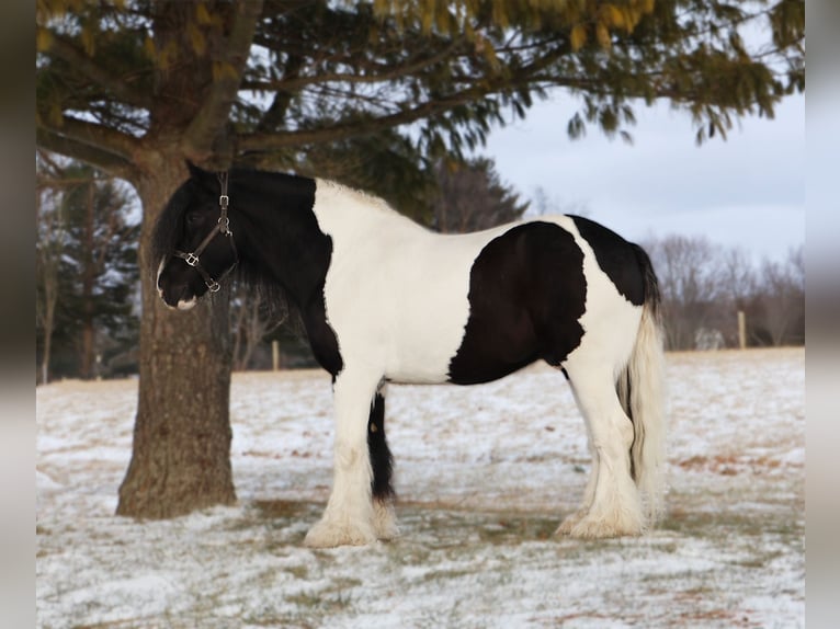 Gypsy Horse Gelding 10 years 15.1 hh Pinto in Howell