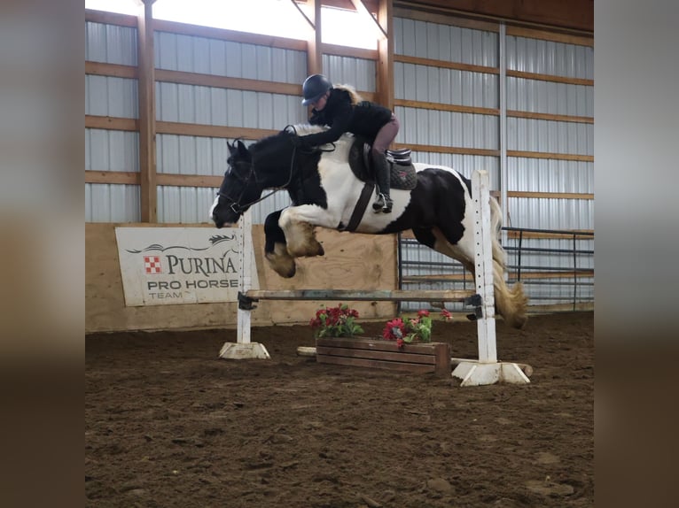 Gypsy Horse Gelding 10 years 15.1 hh Pinto in Howell