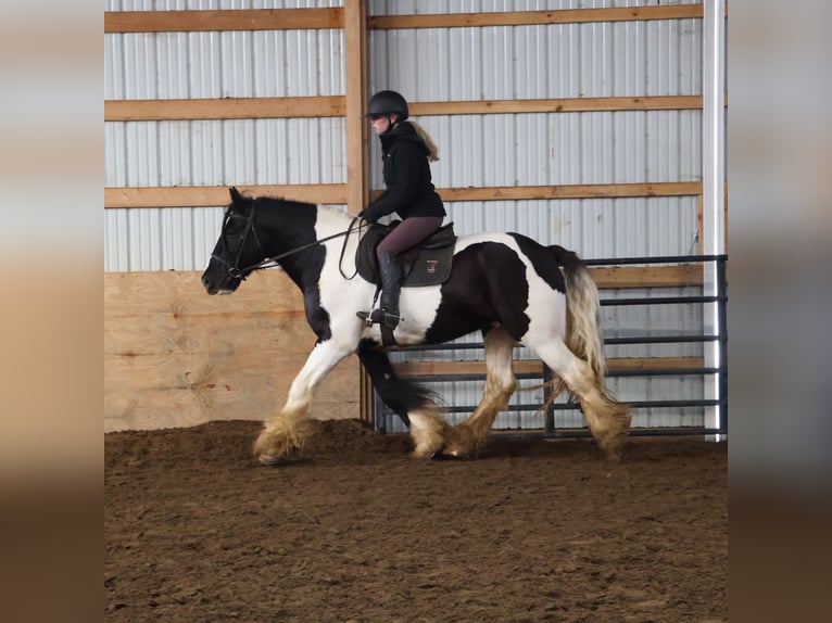 Gypsy Horse Gelding 10 years 15.1 hh Pinto in Howell