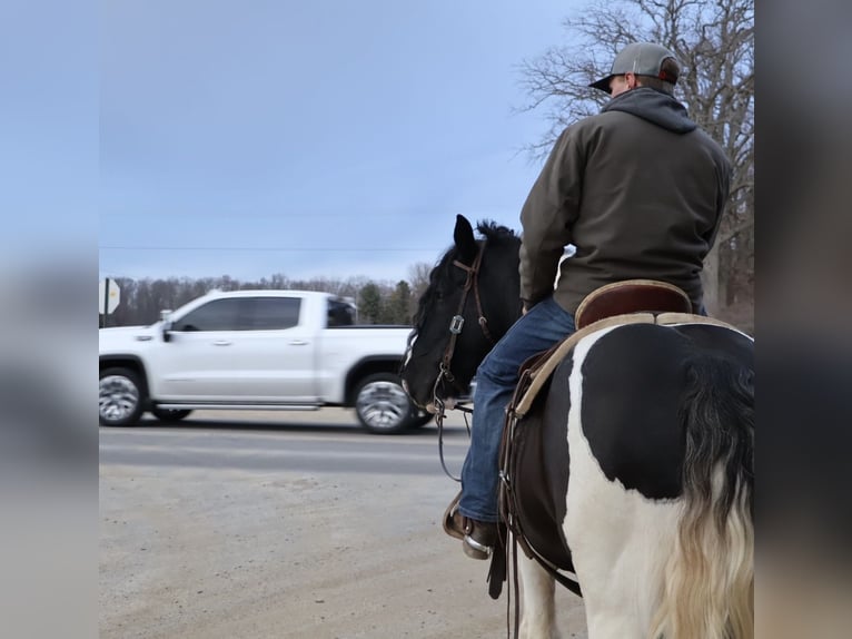 Gypsy Horse Gelding 10 years 15.1 hh Pinto in Howell