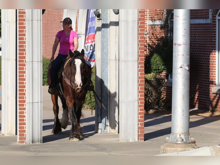 Gypsy Horse Gelding 10 years 15,3 hh Bay in Whitesboro, TX