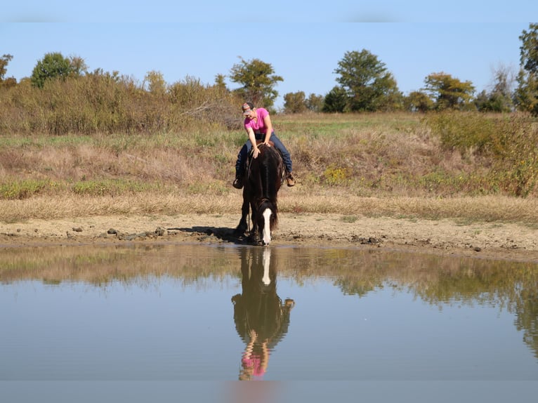 Gypsy Horse Gelding 10 years 15,3 hh Bay in Whitesboro, TX