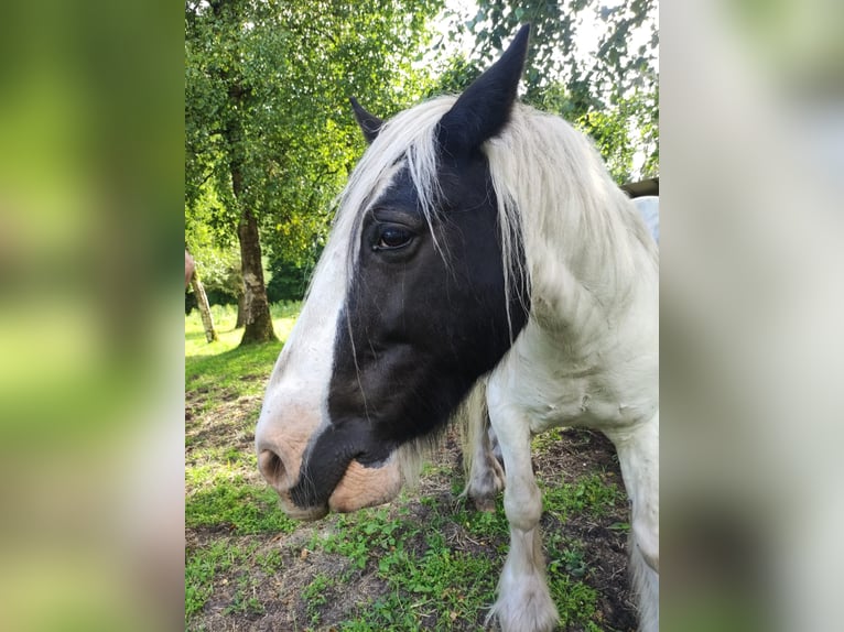 Gypsy Horse Gelding 10 years 15 hh Pinto in Gudendorf