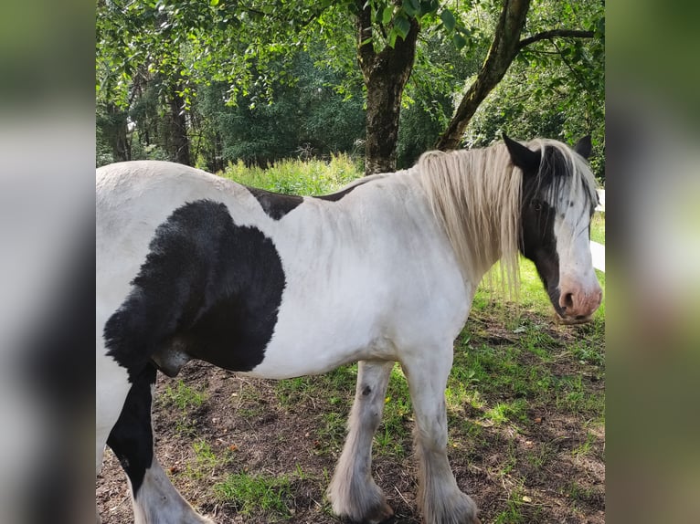 Gypsy Horse Gelding 10 years 15 hh Pinto in Gudendorf
