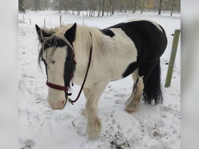 Gypsy Horse Gelding 10 years 15 hh Pinto in Gudendorf