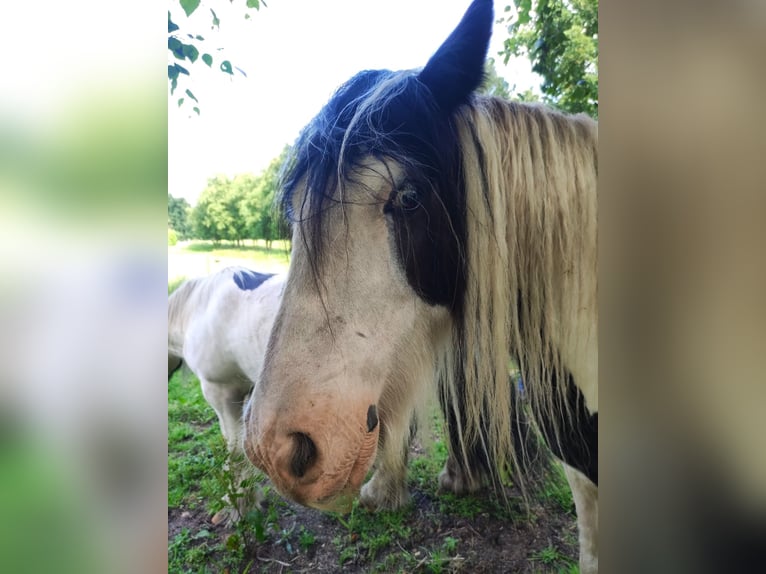 Gypsy Horse Gelding 10 years 15 hh Pinto in Gudendorf