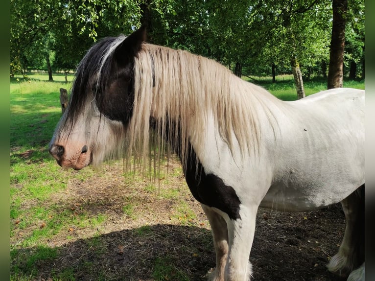 Gypsy Horse Gelding 10 years 15 hh Pinto in Gudendorf