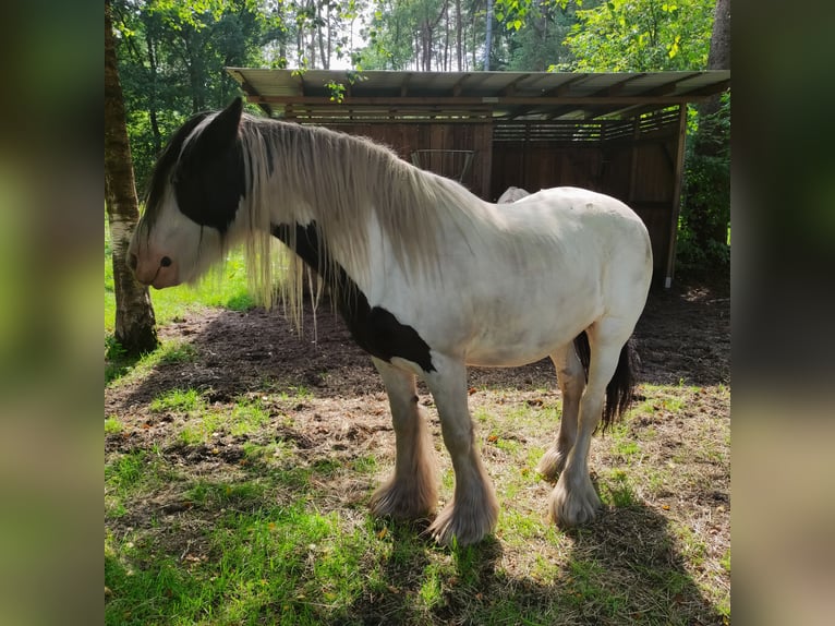 Gypsy Horse Gelding 10 years 15 hh Pinto in Gudendorf