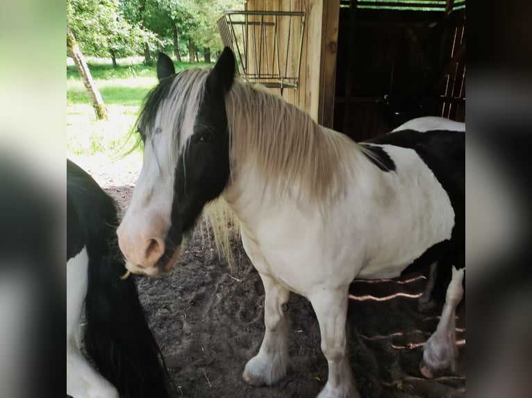 Gypsy Horse Gelding 10 years 15 hh Pinto in Gudendorf