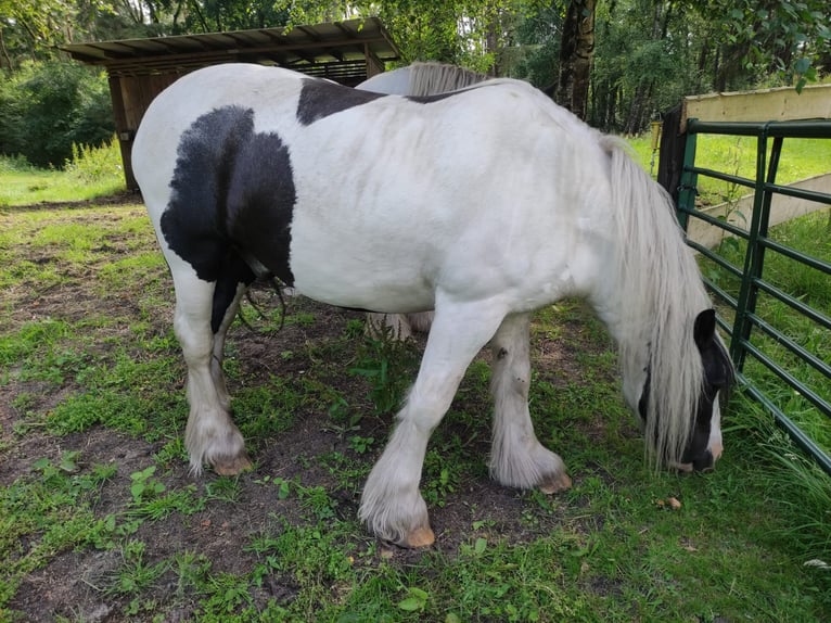 Gypsy Horse Gelding 10 years 15 hh Pinto in Gudendorf