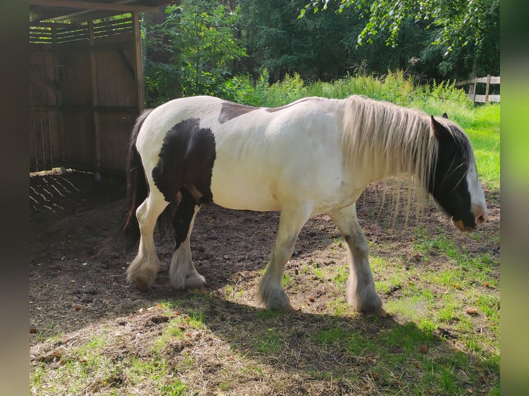 Gypsy Horse Gelding 10 years 15 hh Pinto in Gudendorf
