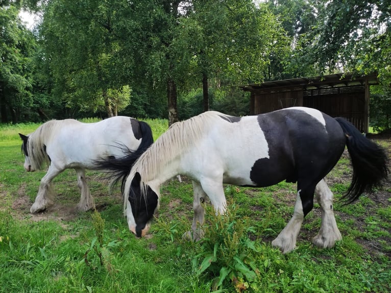 Gypsy Horse Gelding 10 years 15 hh Pinto in Gudendorf