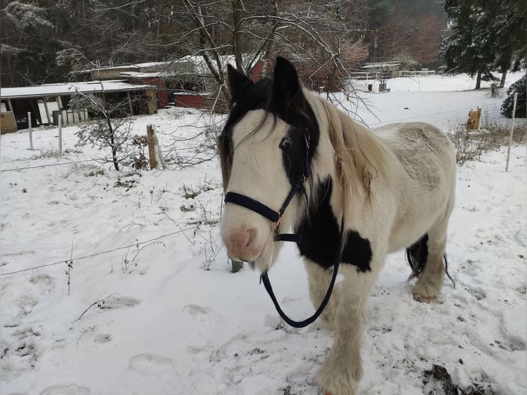 Gypsy Horse Gelding 10 years 15 hh Pinto in Gudendorf