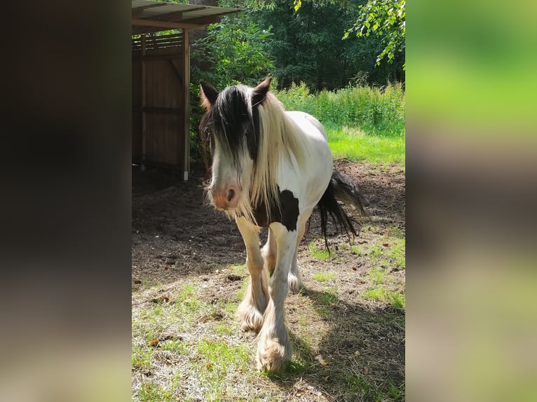 Gypsy Horse Gelding 10 years 15 hh Pinto in Gudendorf