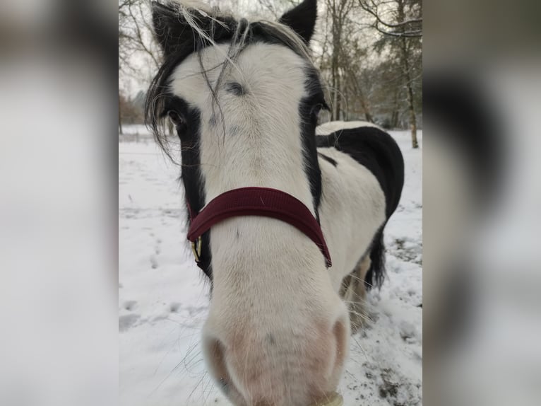 Gypsy Horse Gelding 10 years 15 hh Pinto in Gudendorf
