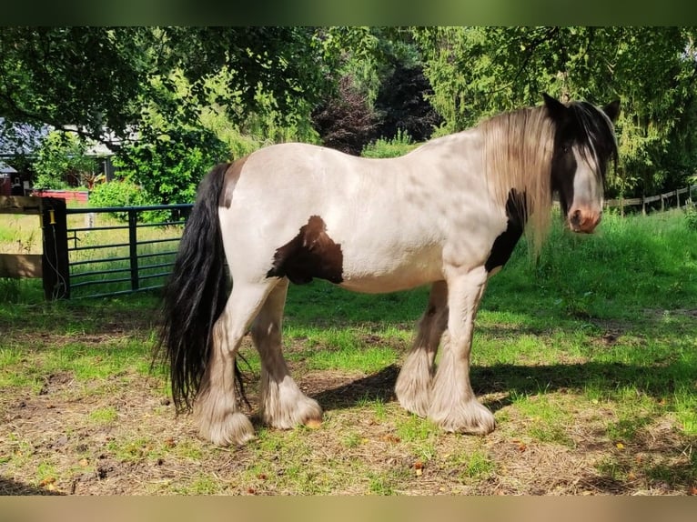 Gypsy Horse Gelding 10 years 15 hh Pinto in Gudendorf