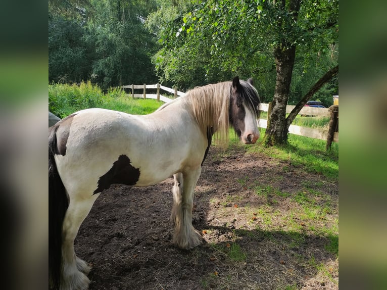 Gypsy Horse Gelding 10 years 15 hh Pinto in Gudendorf