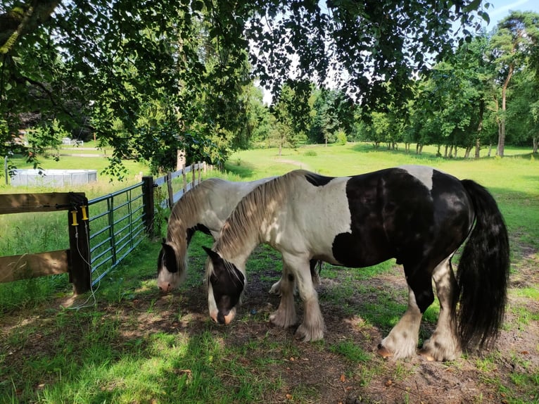 Gypsy Horse Gelding 10 years 15 hh Pinto in Gudendorf