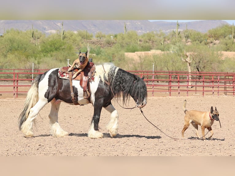 Gypsy Horse Gelding 10 years 15 hh Pinto in Cave Creek Gypsy Horse Gelding 10 years 15 hh Pinto in Cave Creek