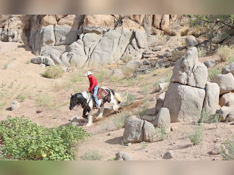 Gypsy Horse Gelding 10 years 15 hh Pinto in Cave Creek Gypsy Horse Gelding 10 years 15 hh Pinto in Cave Creek