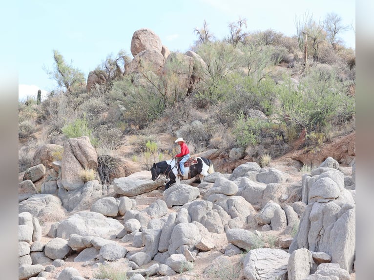 Gypsy Horse Gelding 10 years 15 hh Pinto in Cave Creek Gypsy Horse Gelding 10 years 15 hh Pinto in Cave Creek