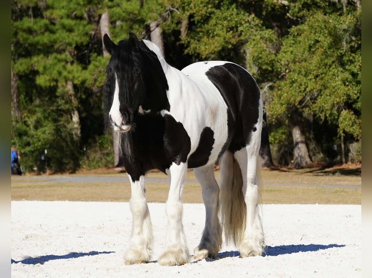 Gypsy Horse Mix Gelding 10 years 15 hh Pinto in Fresno