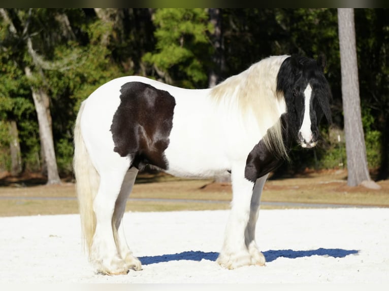 Gypsy Horse Mix Gelding 10 years 15 hh Pinto in Fresno
