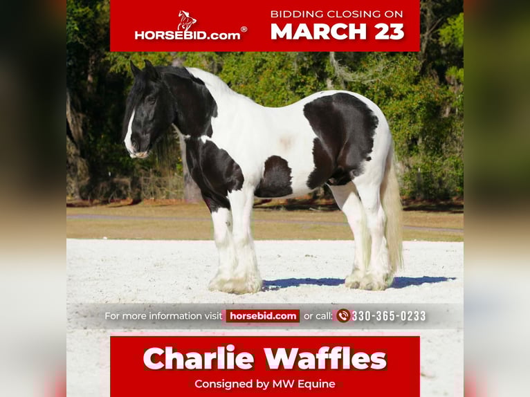 Gypsy Horse Mix Gelding 10 years 15 hh Pinto in Fresno