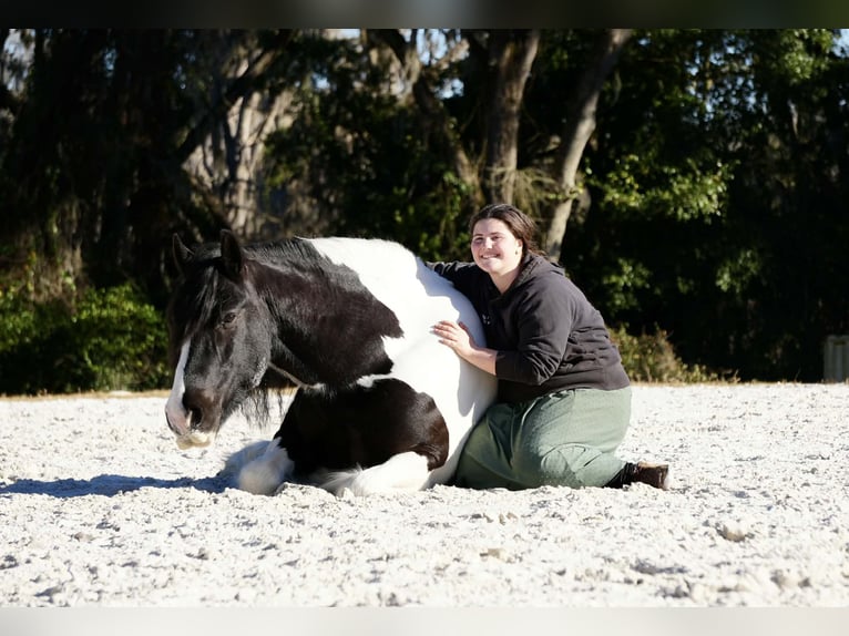Gypsy Horse Mix Gelding 10 years 15 hh Pinto in Fresno