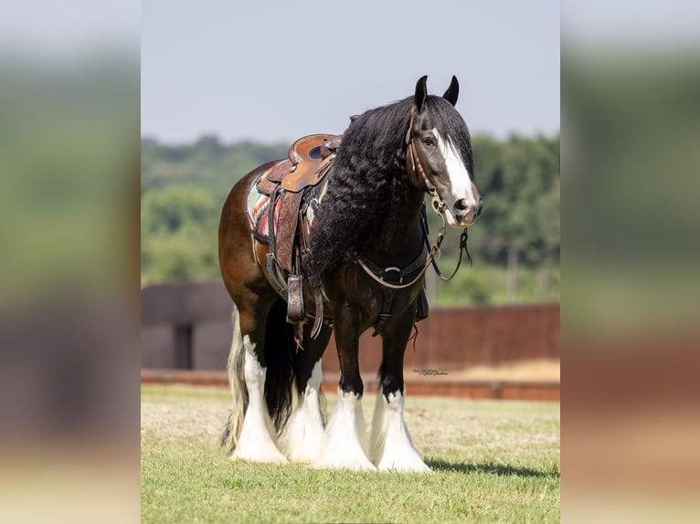 Gypsy Horse Gelding 10 years 15 hh in Madill, OK