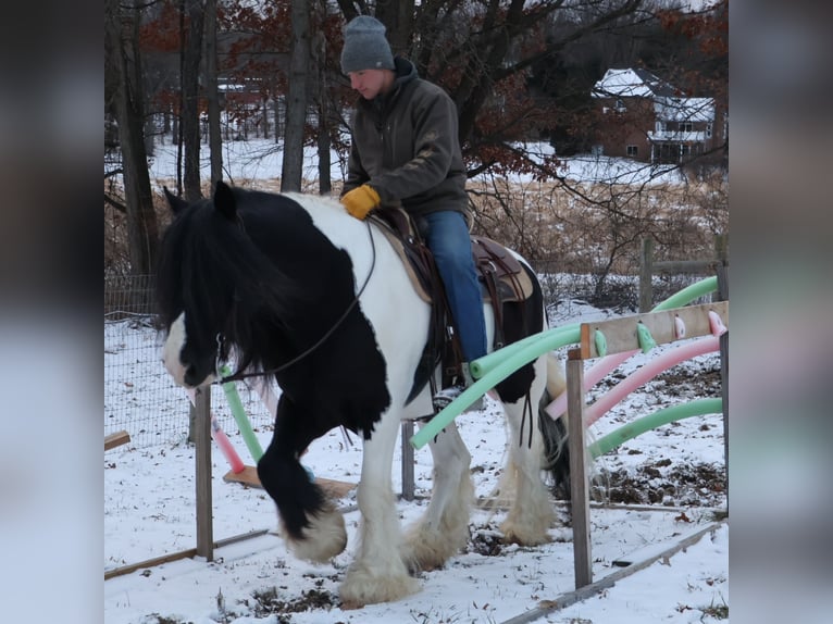 Gypsy Horse Gelding 10 years 15,1 hh Pinto in Howell