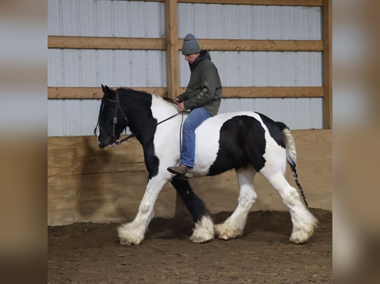 Gypsy Horse Gelding 10 years 15,1 hh Pinto in Howell