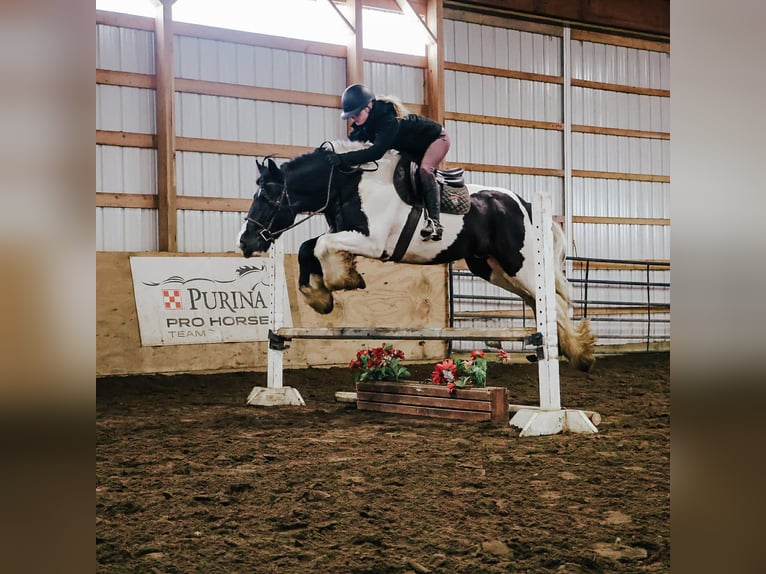Gypsy Horse Gelding 10 years 15,1 hh Pinto in Howell