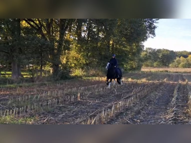 Gypsy Horse Gelding 10 years 15,2 hh Black in PetershagenPetershagen