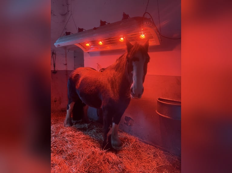 Gypsy Horse Gelding 10 years 15,2 hh Black in PetershagenPetershagen