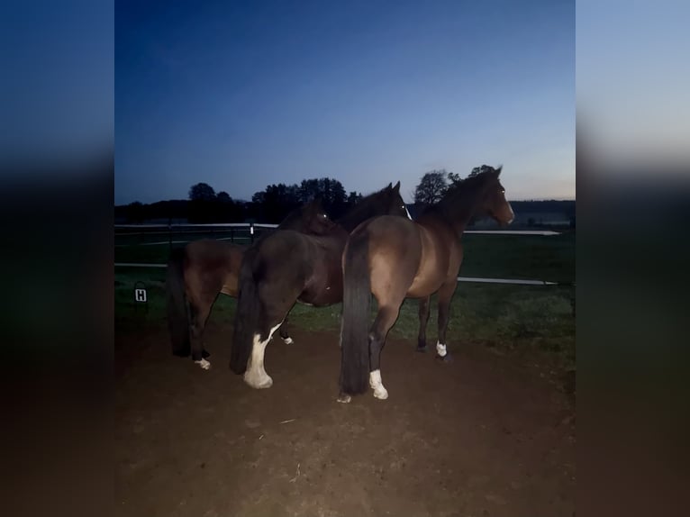 Gypsy Horse Gelding 10 years 15,2 hh Black in PetershagenPetershagen