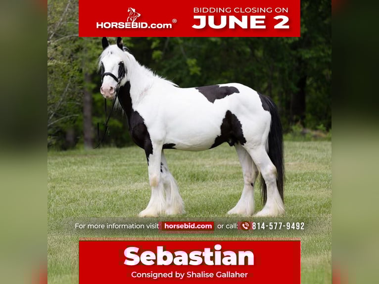 Gypsy Horse Gelding 10 years 15,2 hh in Columbus, NC