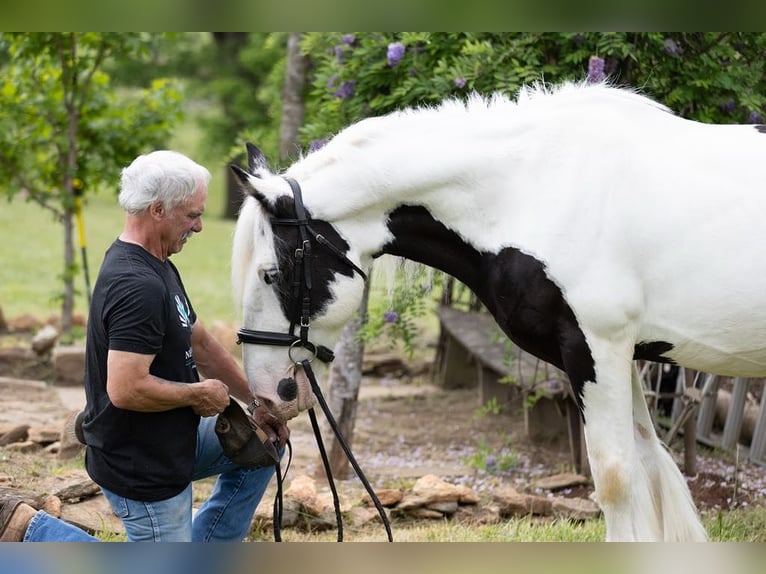 Gypsy Horse Gelding 10 years 15,2 hh in Columbus, NC
