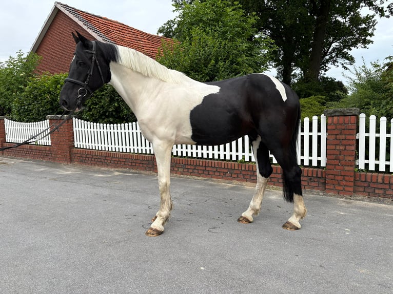Gypsy Horse Gelding 10 years 16.1 hh Pinto in Bad Laer