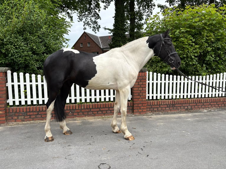 Gypsy Horse Gelding 10 years 16.1 hh Pinto in Bad Laer