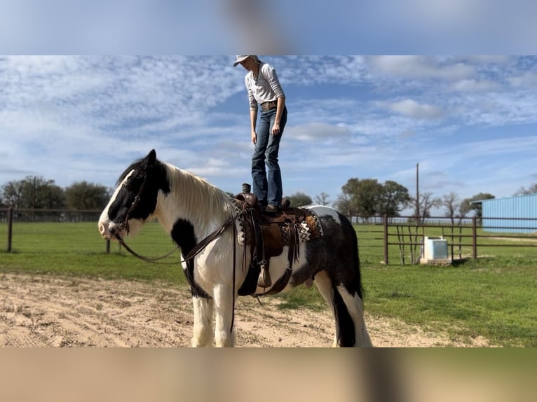 Gypsy Horse Mix Gelding 10 years 16 hh Roan-Blue in Lipan