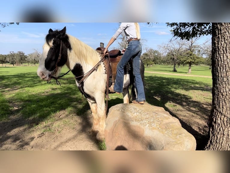 Gypsy Horse Mix Gelding 10 years 16 hh Roan-Blue in Lipan