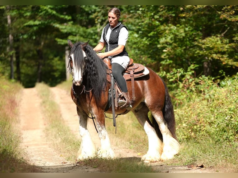 Gypsy Horse Gelding 10 years in Millerstown, PA