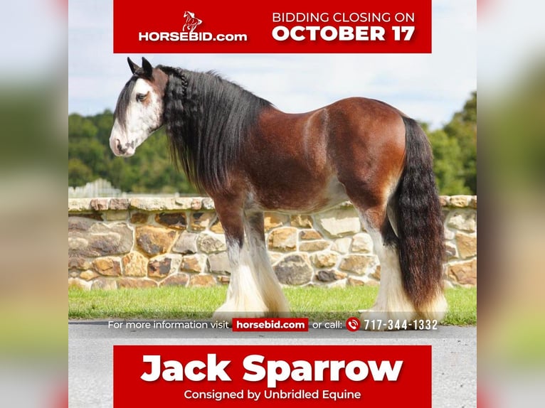 Gypsy Horse Gelding 10 years in Millerstown, PA