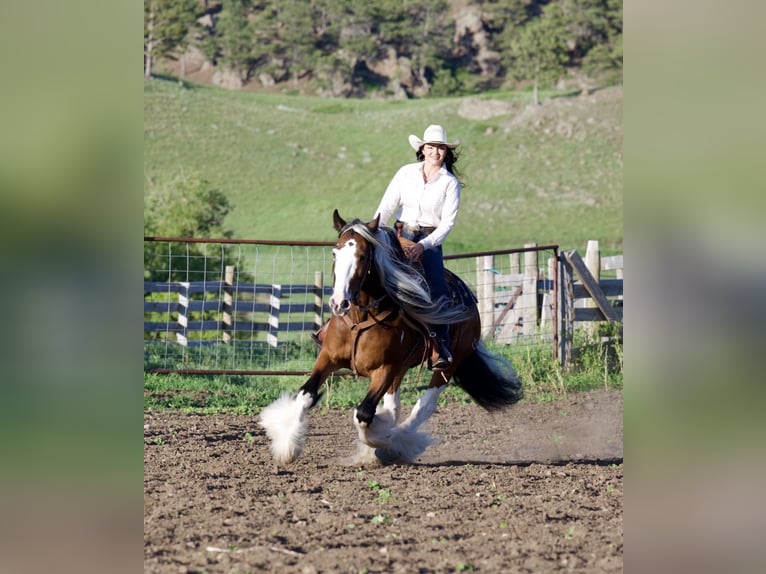Gypsy Horse Gelding 10 years Pinto in Havre