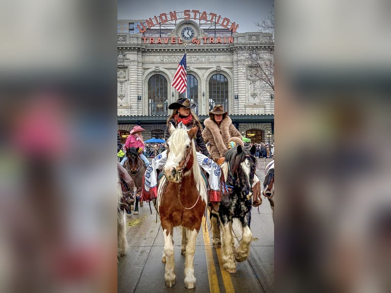 Gypsy Horse Gelding 10 years Pinto in Pueblo
