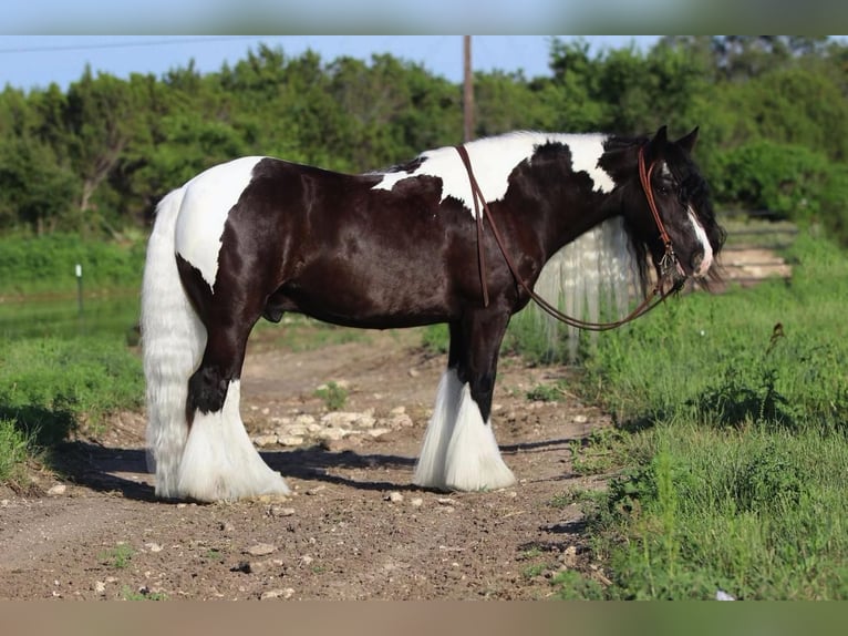 Gypsy Horse Gelding 10 years in Joshua, TX