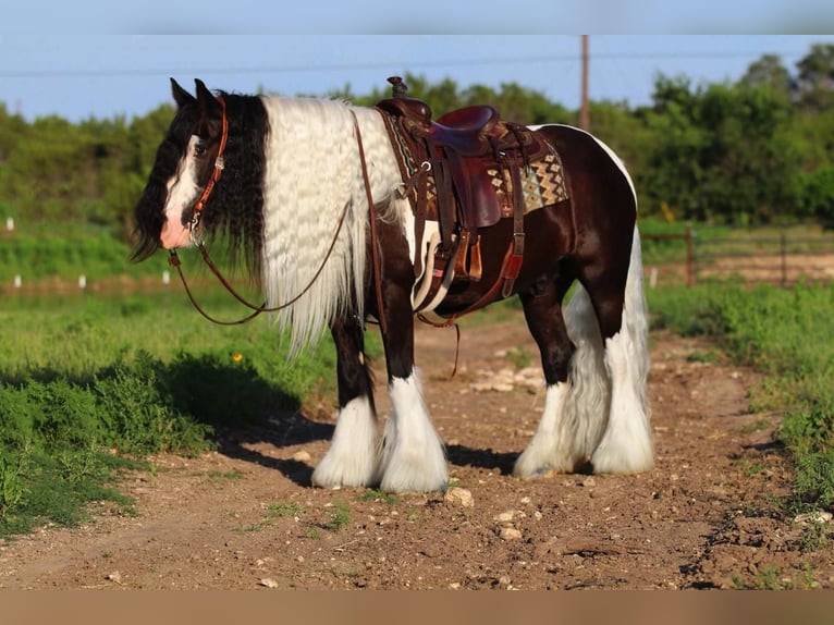 Gypsy Horse Gelding 10 years in Joshua, TX