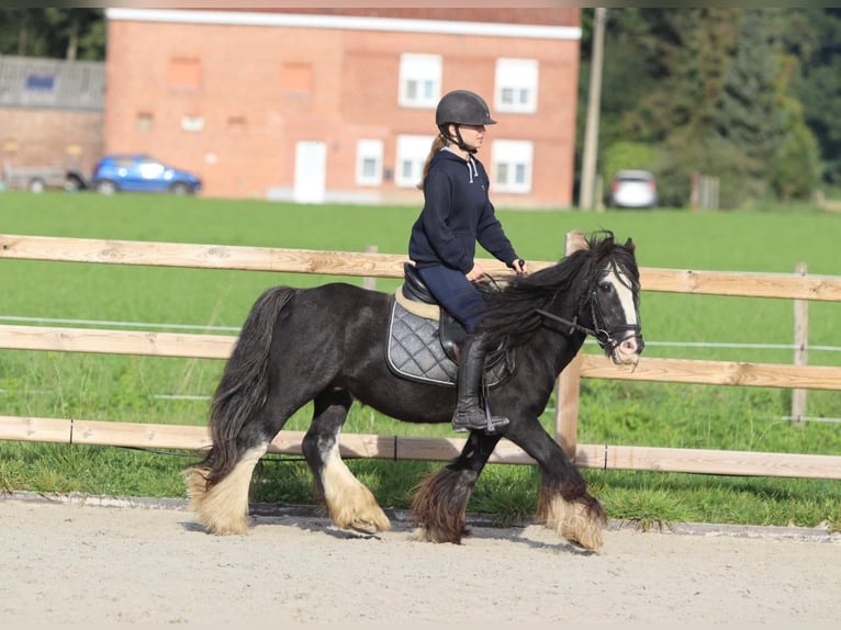 Gypsy Horse Gelding 11 years 12,1 hh Black in Heikruis